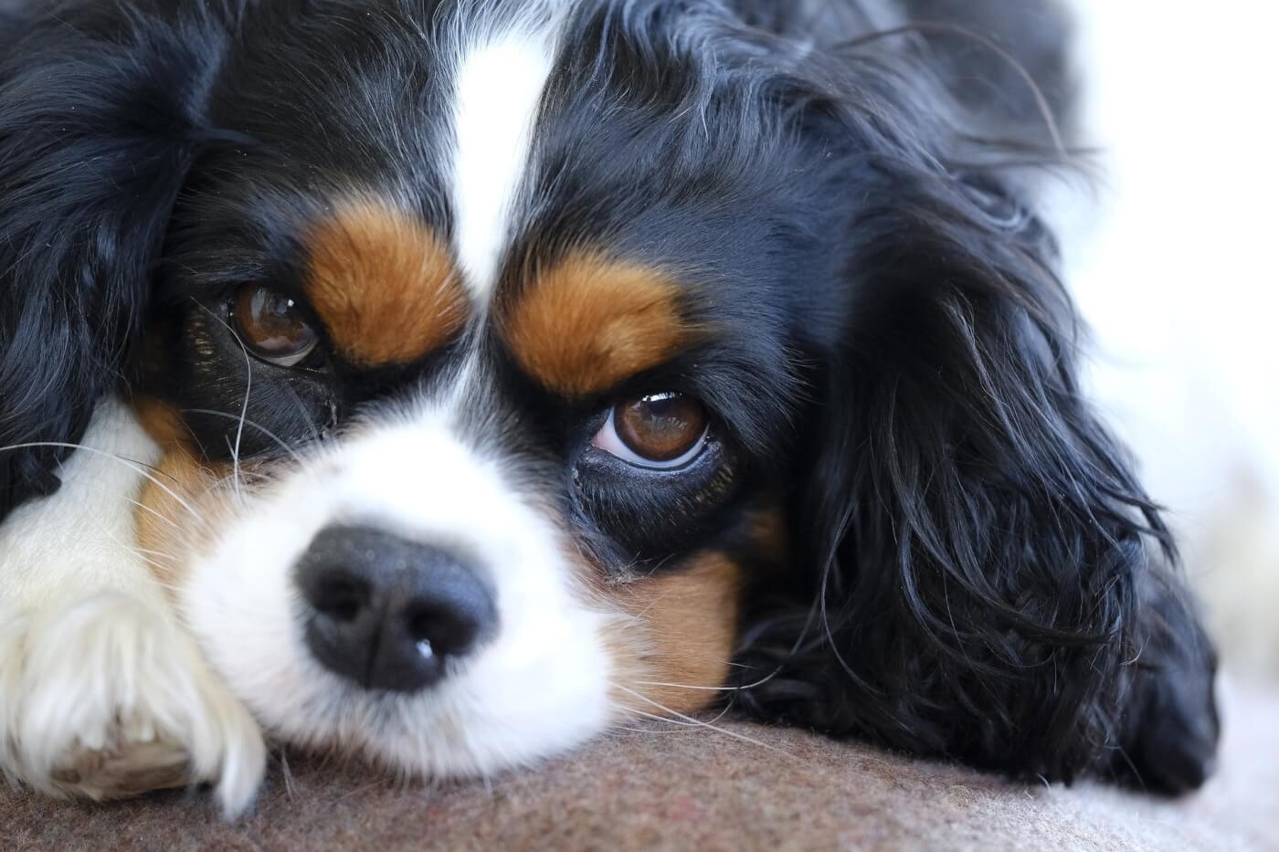 The Healthy Cavalier Lifestyle: Tips from West Coast Cavaliers