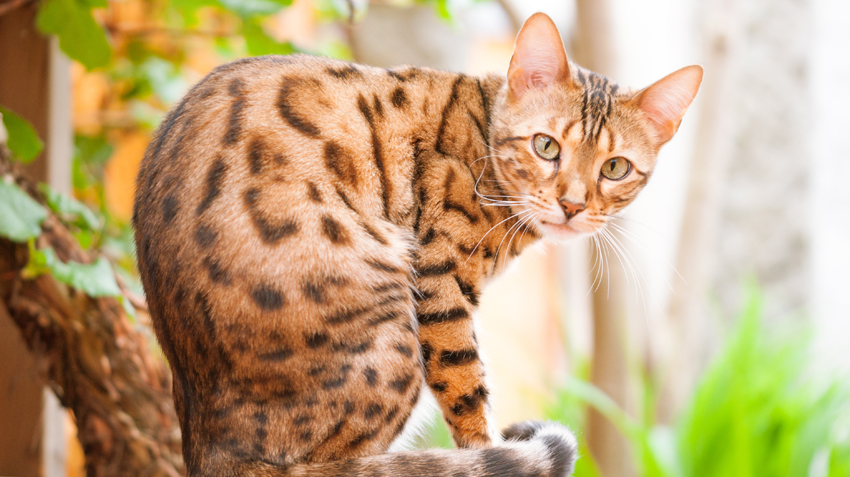 Standard Exotics: Your Trusted Source for Exquisite Bengal Cats for Sale