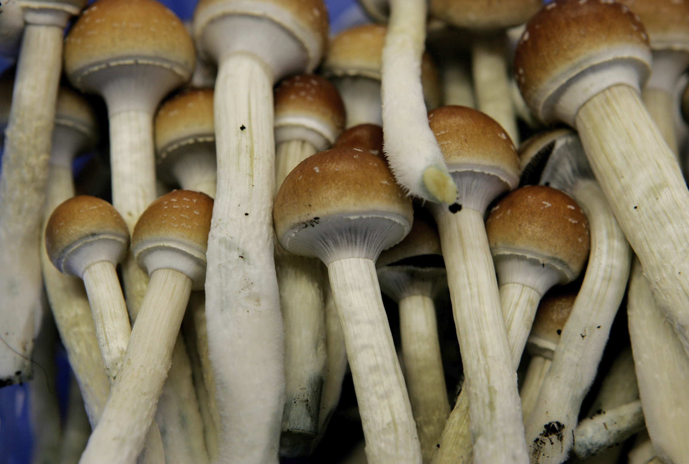Navigating the Psilocybin Web: Legal Insights on Magic Mushrooms