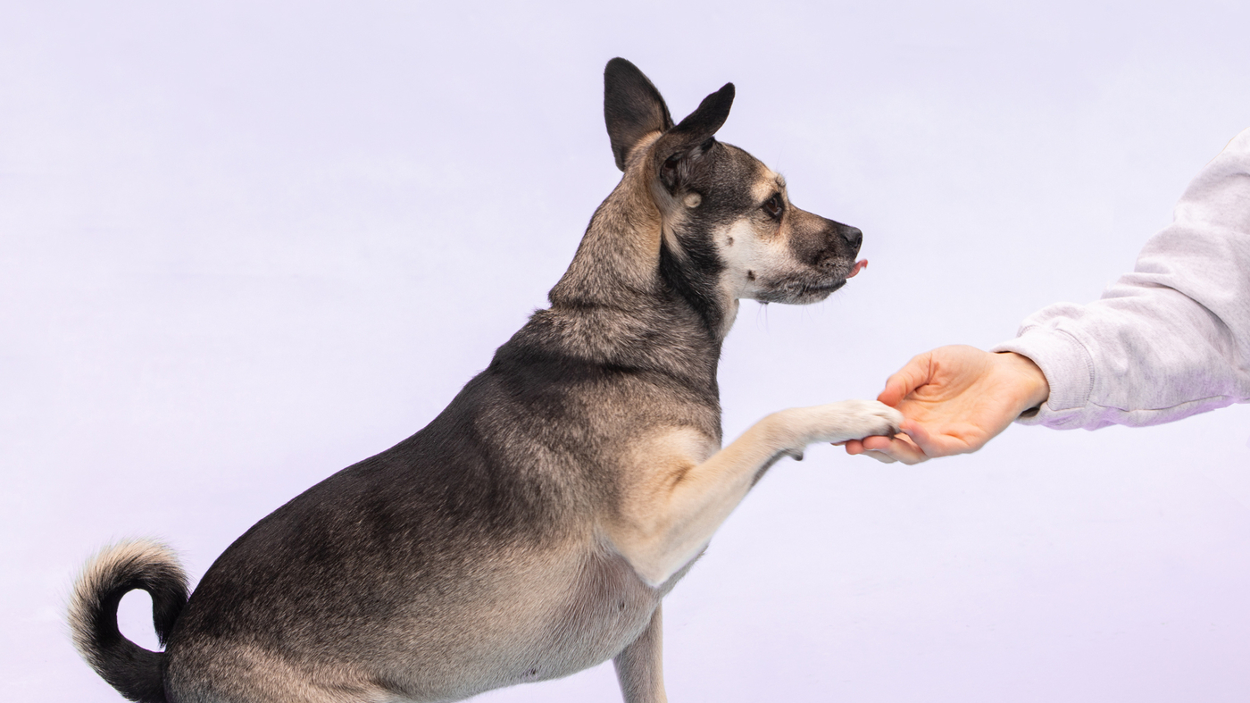 Canine Classroom: Aggressive Dog Training Techniques Unleashed